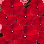 New Guinea Impatiens Impacio Strong Red